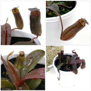 (食虫植物)ウツボカズラ ネペンテス レッドア...の詳細画像1