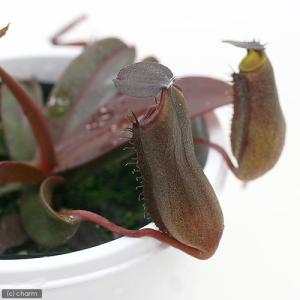 (食虫植物)ウツボカズラ ネペンテス レッドア...の詳細画像2