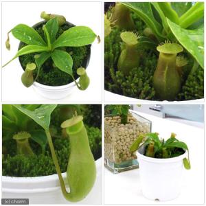 (食虫植物)ウツボカズラ ネペンテス ベントラ...の詳細画像2