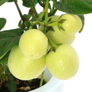 （観葉植物）野菜苗　ペピーノ　６号（１鉢）　家庭菜園　果物　フルーツ