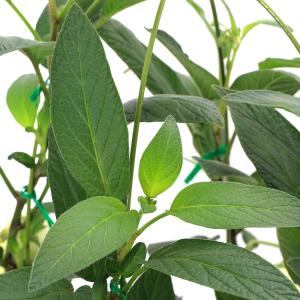 (観葉植物)野菜苗 ペピーノ 6号(1鉢) 家...の詳細画像1