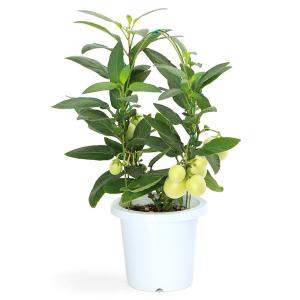 (観葉植物)野菜苗 ペピーノ 6号(1鉢) 家...の詳細画像2