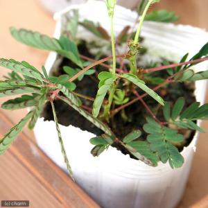 (観葉植物)オジギソウ 3号(3ポット)の詳細画像1