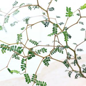 （観葉植物）メルヘンの木　ソフォラ　リトルベイビー　３号（１ポット）　オージープランツ