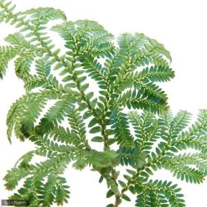 （テラリウム）レインボーファン（無農薬）（３本）