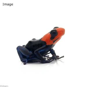 (両生類)ベネディクタヤドクガエル パンパ ヘル...の商品画像