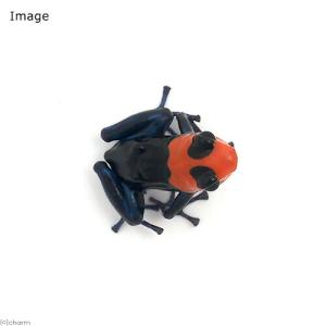 (両生類)ベネディクタヤドクガエル パンパ ヘ...の詳細画像1