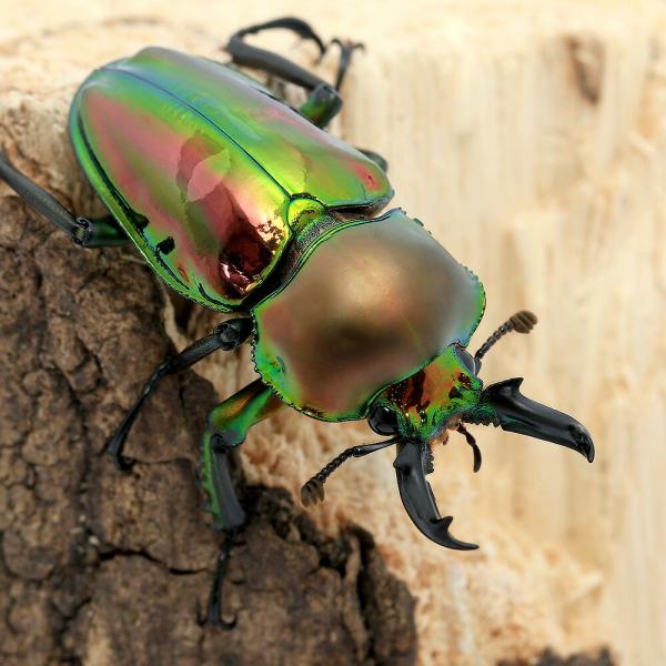 （昆虫）ニジイロクワガタ　クィーンズランド産　成虫　４０〜４４ｍｍ（１ペア）