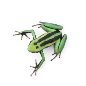(両生類)ミスジヤドクガエル ワヤガ キャニオ...の詳細画像1