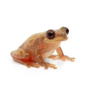 （両生類）サラヤクアマガエル　ＷＣ個体（１匹）　北海道・九州航空便要保温