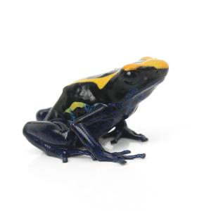 （両生類）アイゾメヤドクガエル　ドワーフ　フレンチギアナ“ｄｗａｒｆ　ｆｒｅｎｃｈ　ｇｕｉａｎａ”（１匹）　北海道・九州航空便要保温