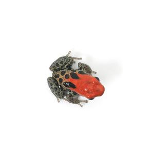 (両生類)レティキュラータヤドクガエル オロザ...の詳細画像1
