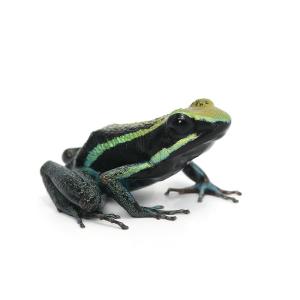 （両生類）バスレリーヤドクガエル　イエロー“ｙｅｌｌｏｗ”（１匹）　北海道・九州航空便要保温