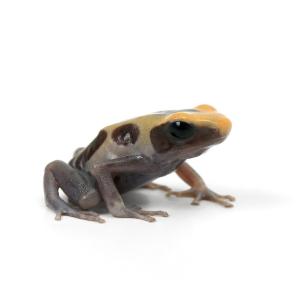 （両生類）アイゾメヤドクガエル　ゴースト“ｇｈｏｓｔ”（１匹）　北海道・九州航空便要保温