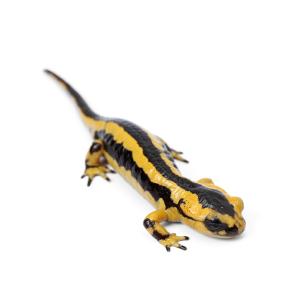 （両生類）一点物　イベリアファイアサラマンダー　８１１０２５　ＣＢ個体（１匹）