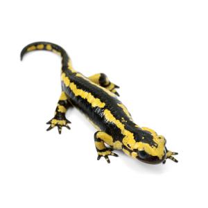 （両生類）一点物　イベリアファイアサラマンダー　８１１０２７　ＣＢ個体（１匹）