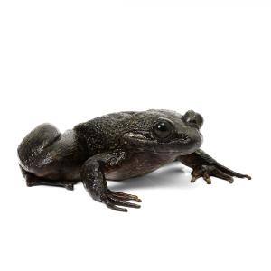 （両生類）ロブスタゴライアスガエル　ＷＣ個体（１匹）　北海道航空便要保温