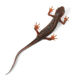 (両生類)一点物 アマミシリケンイモリ メス ...の詳細画像1