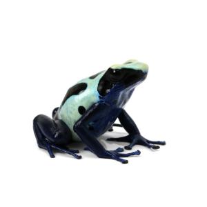 （両生類）一点物　アイゾメヤドクガエル　グリーン　シパリウィニ“ｇｒｅｅｎ　ｓｉｐａｌｉｗｉｎｉ”　ＣＢ個体　８１１３１９（１匹）