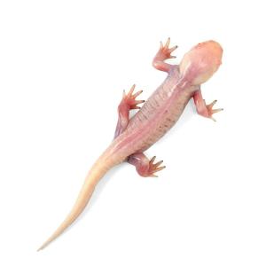 (両生類)一点物 トウブタイガーサラマンダー ...の詳細画像1