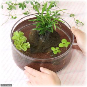 (めだか)私のアクアリウム 〜メダカのオアシス...の詳細画像1