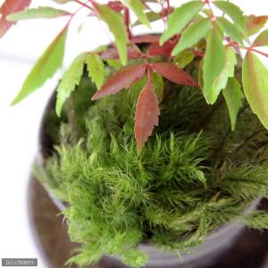 (山野草)盆栽 苔2種とハゼノキ 益子焼鉢植え...の詳細画像1