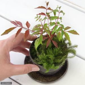 (山野草)盆栽 苔2種とハゼノキ 益子焼鉢植え...の詳細画像2