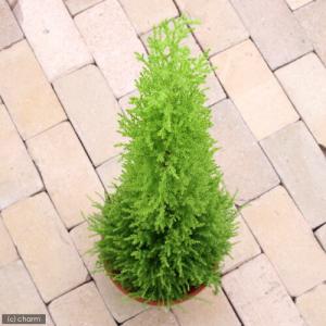 (観葉植物)ゴールドクレスト ウィルマ 6号(1鉢)の詳細画像1