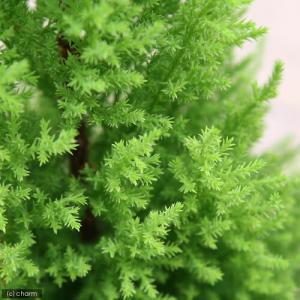 (観葉植物)ゴールドクレスト ウィルマ 6号(1鉢)の詳細画像2