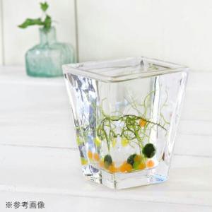 ガラスベース スクエアグラス M エアプランツ...の詳細画像1