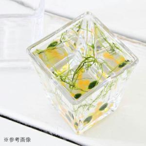 ガラスベース スクエアグラス M エアプランツ...の詳細画像2