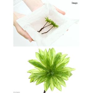 (観葉植物)テラリウム 苔 オオカサゴケ(無農...の詳細画像1