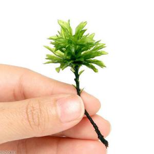 （観葉植物）テラリウム　苔　オオカサゴケ（無農薬）（１０株）