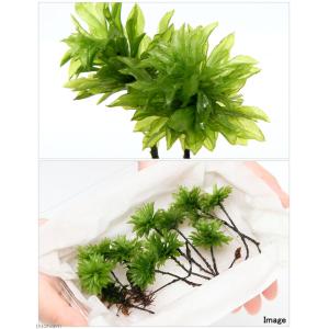 (観葉植物)テラリウム 苔 オオカサゴケ(無農...の詳細画像1