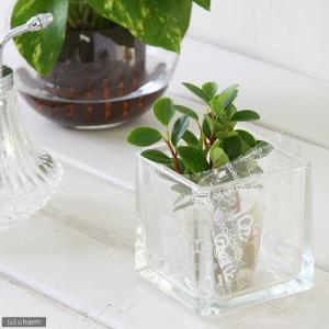 （観葉植物）ミニ観葉　オアシス苗　ペペロミア　グラベラ（１苗）