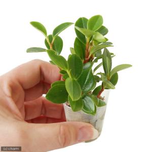(観葉植物)ミニ観葉 オアシス苗 ペペロミア ...の詳細画像1