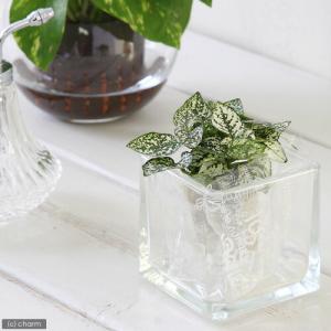 （観葉植物）ミニ観葉　オアシス苗　ヒポエステス　ホワイト（１苗）
