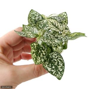 (観葉植物)ミニ観葉 オアシス苗 ヒポエステス...の詳細画像1
