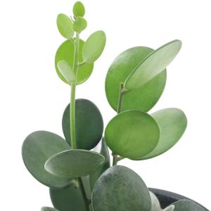 （観葉植物）グリーンドラム　３〜３．５号（１鉢）