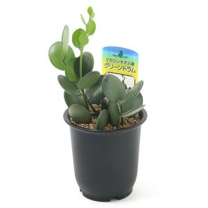 (観葉植物)グリーンドラム 3〜3.5号(1鉢)の詳細画像1