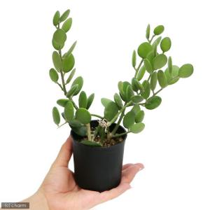 (観葉植物)グリーンドラム 3〜3.5号(1鉢)の詳細画像2