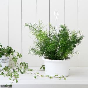 （観葉植物）アスパラガス　デンシフロルス　スプレンゲリー　吊り鉢タイプ　６号（１鉢）