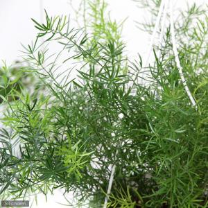 (観葉植物)アスパラガス デンシフロルス スプ...の詳細画像1