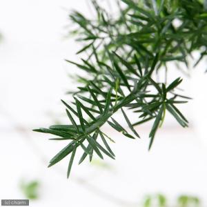 (観葉植物)アスパラガス デンシフロルス スプ...の詳細画像2