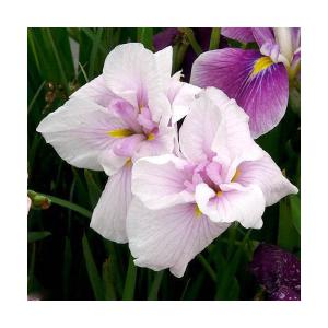 （ビオトープ）水生植物　花菖蒲　姫街道（ヒメカイドウ）江戸系桃色六英花（１ポット）（休眠状態）