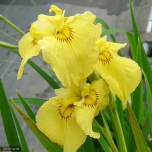 （ビオトープ）水生植物　花菖蒲　愛知の輝（アイチノカガヤキ）薄黄色三英花（１ポット）