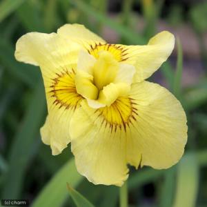 (ビオトープ)水生植物 花菖蒲 愛知の輝(アイ...の詳細画像1