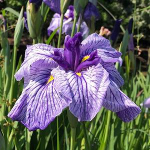 (ビオトープ)水生植物 花菖蒲 葦の浮舟(アシ...の詳細画像1