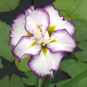 （ビオトープ）水生植物　花菖蒲　スティップルドリップルス　白地紫覆輪六英花（１ポット）