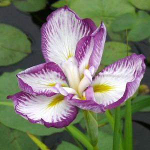 (ビオトープ)水生植物 花菖蒲 スティップルド...の詳細画像1